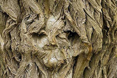 Tree face